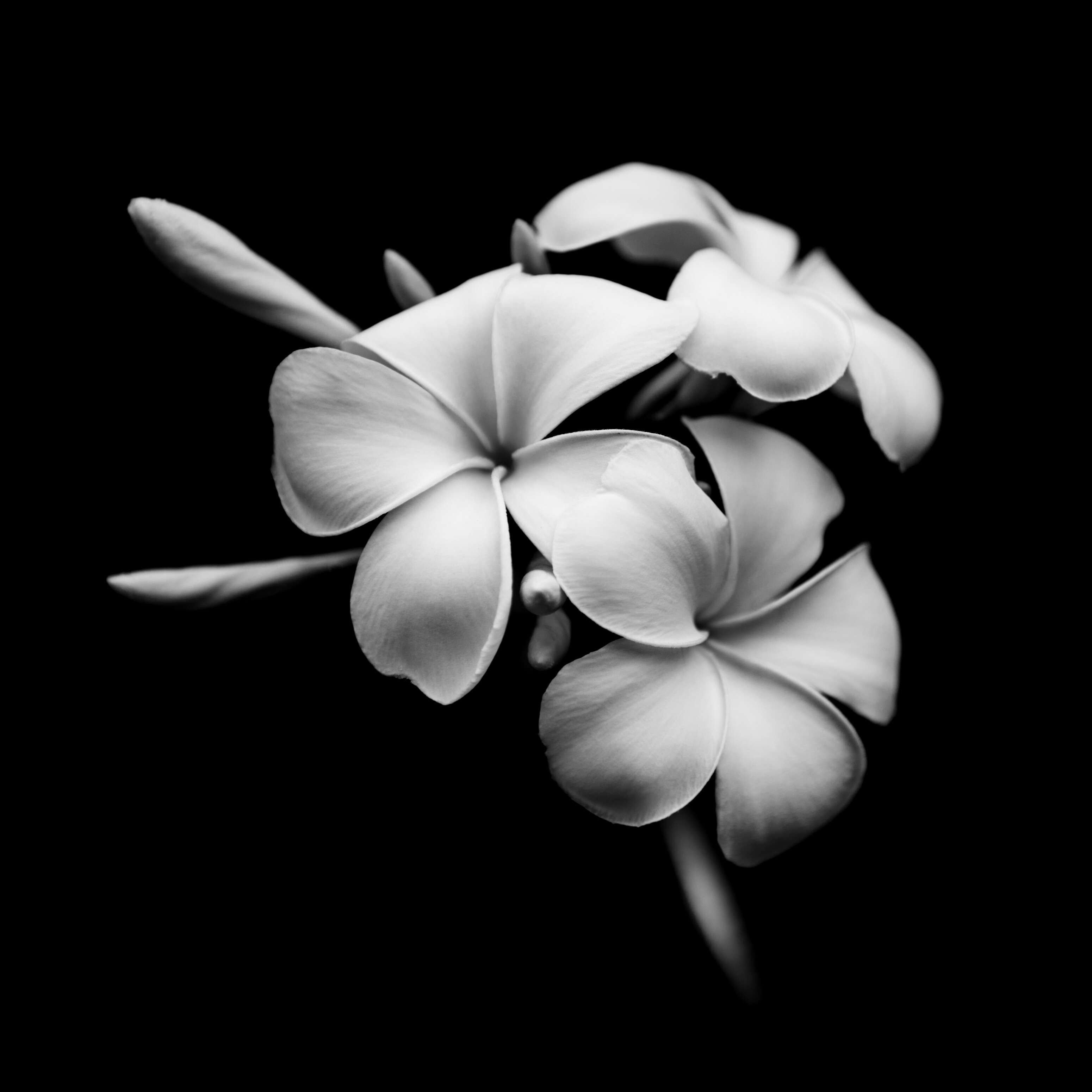 MoodyFlower1